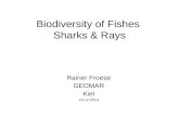 Biodiversity of Fishes Sharks & Rays Rainer Froese GEOMAR Kiel 19.12.2013.