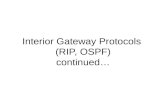 Interior Gateway Protocols (RIP, OSPF) continued….