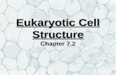 Eukaryotic Cell Structure Eukaryotic Cell Structure Chapter 7.2