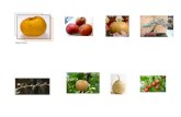 Asian pear. Japanese pear 250px-Nashi_pear 1 80 px-Pyrus_pyrifolia 120px-Nashi-pear%2 121Ckatori -city%2Cjapan This Japanese pear “Nashi” was... 640 في.