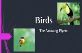 Birds ---The Amazing Flyers. Fun Bird Facts Birds have feathers, wings, lay eggs and are warm blooded. There are around 10000 different species of birds.