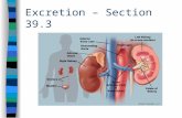 Excretion – Section 39.3. Excretion n Process that rids the body of substances: –toxic chemicals –excess water –salts –carbon dioxide n Maintains osmotic.