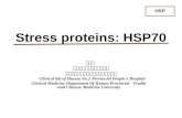 Stress proteins: HSP70 任碧琼 湖南省第二人民医院检验科 湖南中医药大学临床医学院检验教研室 Clinical lab of Hunan No.2 Provincial People's Hospital Clinical