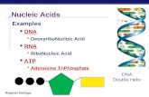Regents Biology Nucleic Acids Examples  DNA  DeoxyriboNucleic Acid  RNA  RiboNucleic Acid  ATP  Adenosine TriPhosphate DNA Double Helix.