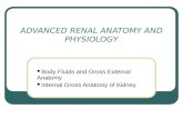ADVANCED RENAL ANATOMY AND PHYSIOLOGY Body Fluids and Gross External Anatomy Internal Gross Anatomy of Kidney