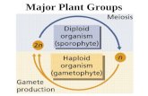 Major Plant Groups Group 1: Seedless, Nonvascular Plants Live in moist environments â€“Nâ€“Need water to reproduce Grow low to ground (nonvascular) Lack