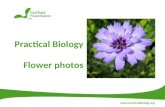Practical Biology Flower photos .