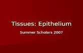 Tissues: Epithelium Summer Scholars 2007. Definition of tissues Tissue = a group of cells (and their extracellular products) that share a similar structure.