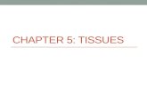 CHAPTER 5: TISSUES. Tissues Groups of cells similar in structure and function The four types of tissues Epithelial Connective Muscle Nerve.