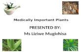 Medically Important Plants PRESENTED BY: Ms Liziwe Mugivhisa.