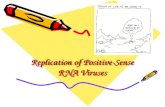 Replication of Positive- Sense RNA Viruses. Virus Replication