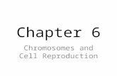 Chapter 6 Chromosomes and Cell Reproduction. I. Formation of New Cells by Cell Division About 2 trillion cells are produced by an adult human body every.