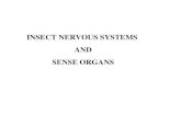 INSECT NERVOUS SYSTEMS AND SENSE ORGANS. Types of Neurons unipolar bipolar multipolar axon.