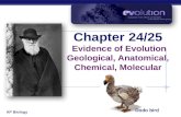 Chapter 24/25 Evidence of Evolution Geological, Anatomical, Chemical, Molecular Dodo bird.