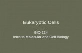 Eukaryotic Cells BIO 224 Intro to Molecular and Cell Biology