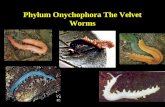 Phylum Onychophora The Velvet Worms. Characteristics of the Phylum Onychopora.