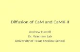 Diffusion of CaM and CaMK-II Andrew Harrell Dr. Waxham Lab University of Texas Medical School.