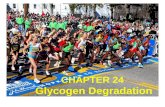 CHAPTER 24 Glycogen Degradation. Most glycogen is found in muscle and liver cells Glycogen particles in a liver cell section.
