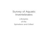 Survey of Aquatic Invertebrates Lifestyles of the Spineless and Gilled.