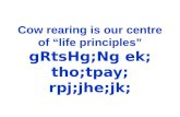 Cow rearing is our centre of “life principles” gRtsHg;Ng ek; tho;tpay; rpj;jhe;jk;