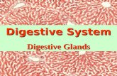 Digestive System Digestive Glands. ◇ small digestive glands: found in the wall of digestive tract. ◇ accessory glands (large digestive glands): Components.