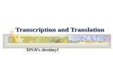 Transcription and Translation DNA’s destiny! What does DNA really do? The DNA code must code for something right??? So what IS IT???? The DNA code must.