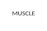 MUSCLE. MAIN CHARACTERISTICS There are four characteristics associated with muscle tissue:  Excitability Tissue can receive & respond to stimulation.