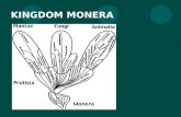 KINGDOM MONERA. Monerans The most successful organisms on earth Longevity - bacteria have been around for 4 billion years Bacteria can reproduce every.