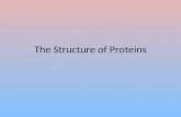 The Structure of Proteins. Functions of Proteins Fibrous proteins â€“ structural, e.g. collagen. Globular proteins â€“ metabolic functions, e.g. haemoglobin