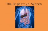 The Digestive System. Function Break down the food you eat into nutrients that your body can absorb.