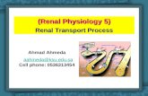 (Renal Physiology 5) Renal Transport Process Ahmad Ahmeda aahmeda@ksu.edu.sa Cell phone: 0536313454 1.