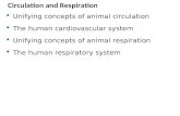 Circulation and Respiration  Unifying concepts of animal circulation  The human cardiovascular system  Unifying concepts of animal respiration  The.