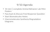 9/10 Agenda 10 min  complete Animal Behavior Lab Mini-Posters Pass back & Discuss Free Response Question Start Biomolecules Notes Macromolecules Synthesis/Degradation.