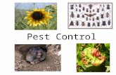 Pest Control. Introduction Pest Management – the philosophy of how pest problems are handled Pests – definition Any destructive, unwanted, dangerous or.