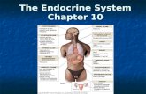 The Endocrine System Chapter 10.  “Control system” along with nervous system  Helps maintain homeostasis  Allows for communication among cells Endocrine.