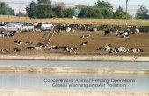 Concentrated Animal Feeding Operations Global Warming and Air Pollution.
