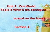 Unit 4 Our World Topic 1 What’s the strongest Unit 4 Our World Topic 1 What’s the strongest animal on the farm? animal on the farm? Section A Section A.