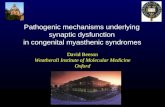 David Beeson Weatherall Institute of Molecular Medicine Oxford Pathogenic mechanisms underlying synaptic dysfunction in congenital myasthenic syndromes.