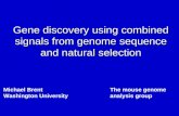 Gene discovery using combined signals from genome sequence and natural selection Michael Brent Washington University The mouse genome analysis group.