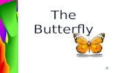 The Butterfly Life Cycle of the Butterfly Stage one is the Egg Stage two is the Caterpillar or larva Stage three is the Chrysalis or pupa Stage four.