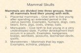 Mammal Skulls Mammals are divided into three groups. Note all mammals feed their young with milk. 1.Placental mammals – Give birth to live young after.