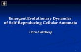 1 Emergent Evolutionary Dynamics of Self-Reproducing Cellular Automata Chris Salzberg.