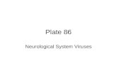 Plate 86 Neurological System Viruses. Polio virus.