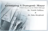 Genotyping A Transgenic Mouse INK4A Knock-out & INK4A Wild-type By: Natalie Saldana & Dr. Taha Merghoub.