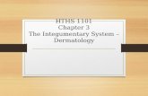 HTHS 1101 Chapter 3 The Integumentary System – Dermatology.
