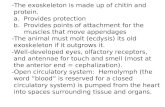-The exoskeleton is made up of chitin and protein. a. Provides protection b. Provides points of attachment for the muscles that move appendages -The animal.