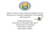 Affect of heavy metal induced oxidative stress tolerance on energy metabolism in Drosophila melanogaster Geetanjali Sageena Evolutionary Biology Laboratory.