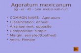 Ageratum mexicanum ag - er - AY – tum mek-si-kah-num COMMON NAME: Ageratum Classification: annual Arrangement: opposite Composition: simple Margin: serrated(toothed)