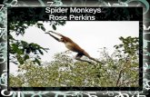Spider Monkeys Rose Perkins What Spider Monkeys Eat 90% fruit seeds Decaying bark Small insects-bugs Bird eggs eat with tails.