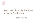 Renal pathology: Nephrotic and Nephritic Syndromes John Higgins.